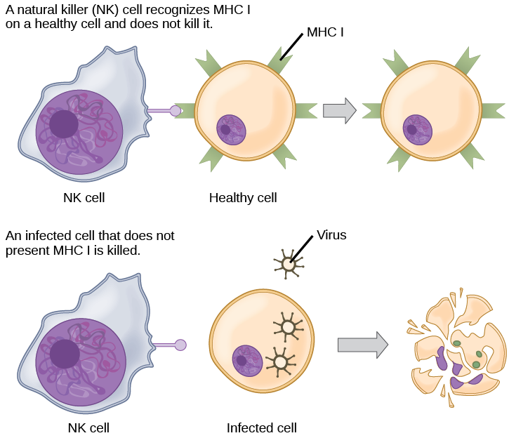 T and B Lymphocytes | Biology for Majors II T and B Lymphocytes | Biology for Majors II